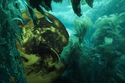In seaweed, climate capitalists see green