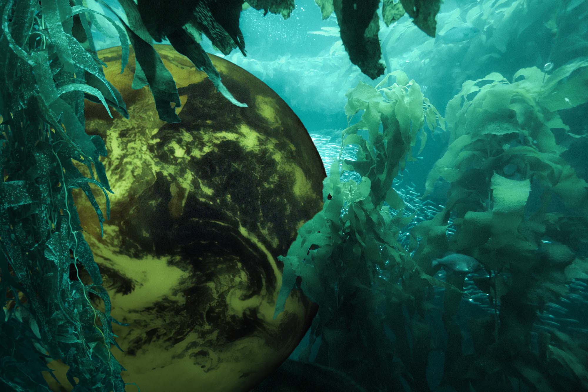 In seaweed, climate capitalists see green
